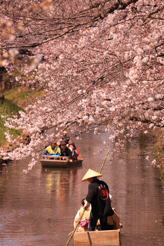 0301満開の桜のトンネル